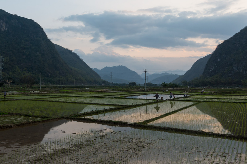 people walking through the rice paddies at sunset