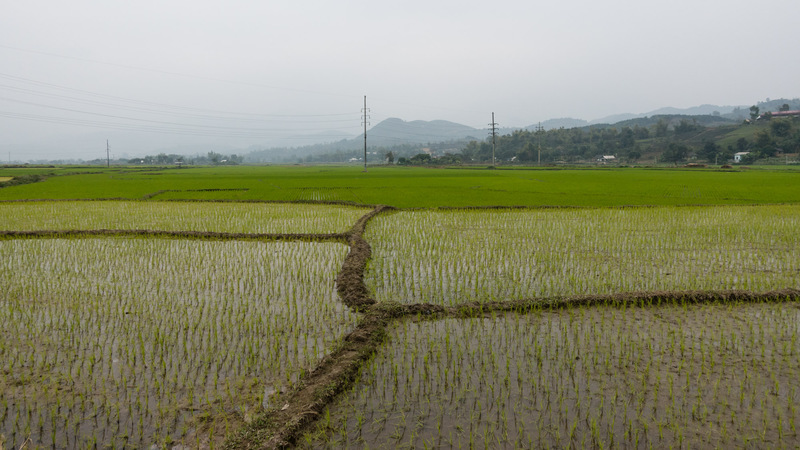 rice paddies with little rice seedlings