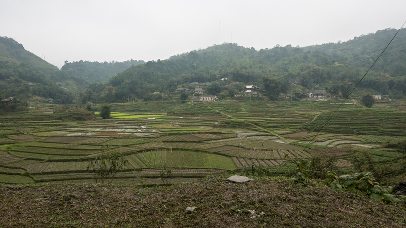rice fields on the road to Bản Hiêu