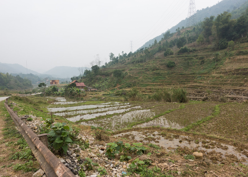 rice paddies on the side of the road