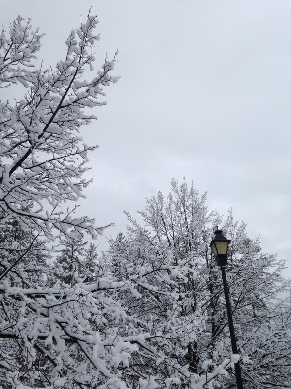 trees covered in snow