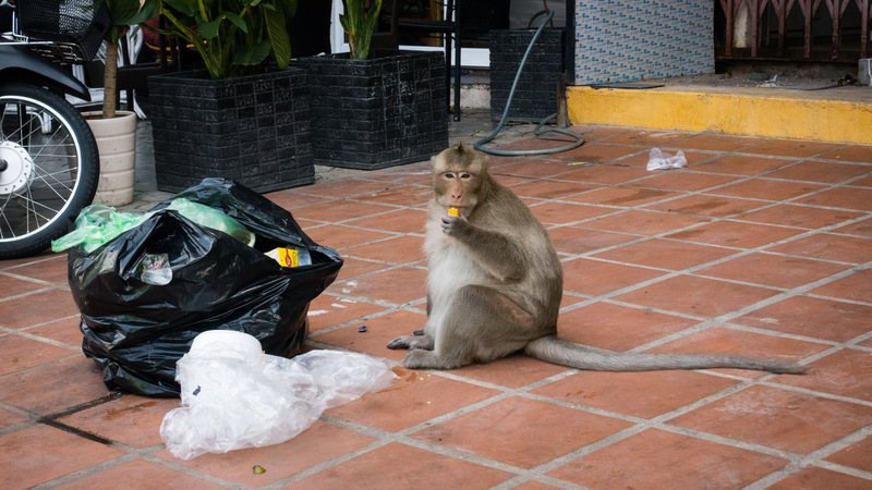 monkey eating trash