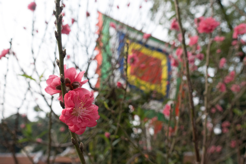 pink flowers at the Temple of Literature