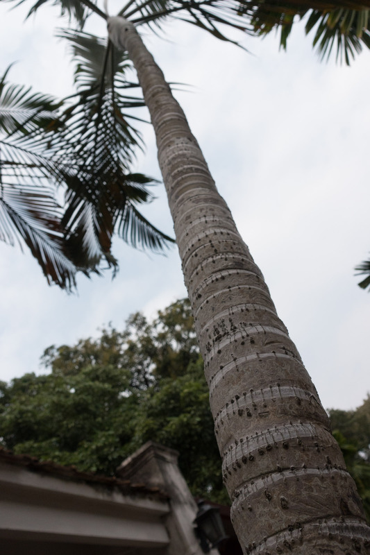 tall palm tree at the Temple of Literature