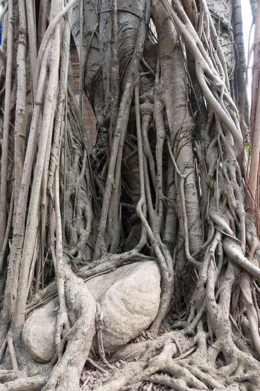 tangled tree roots