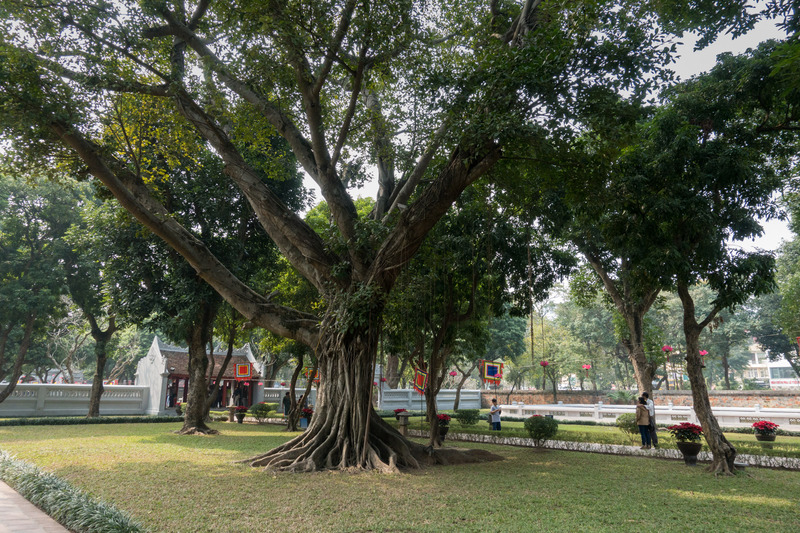 large tree in the Temple of Literature