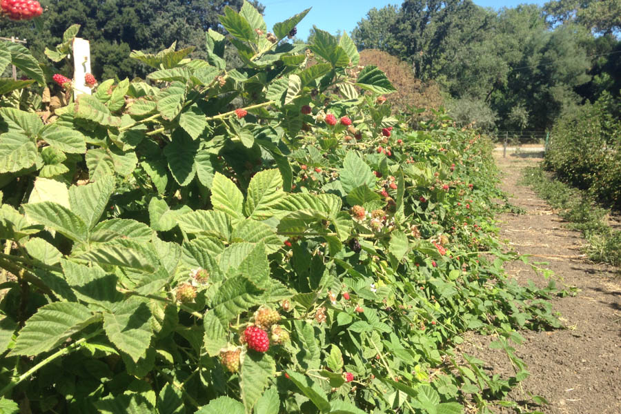 rows of berry bushes