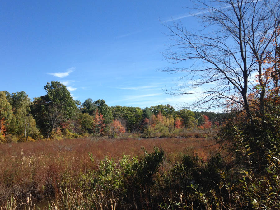 field surrounded by colorful trees