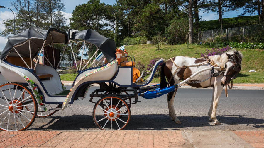 horse-drawn carriage