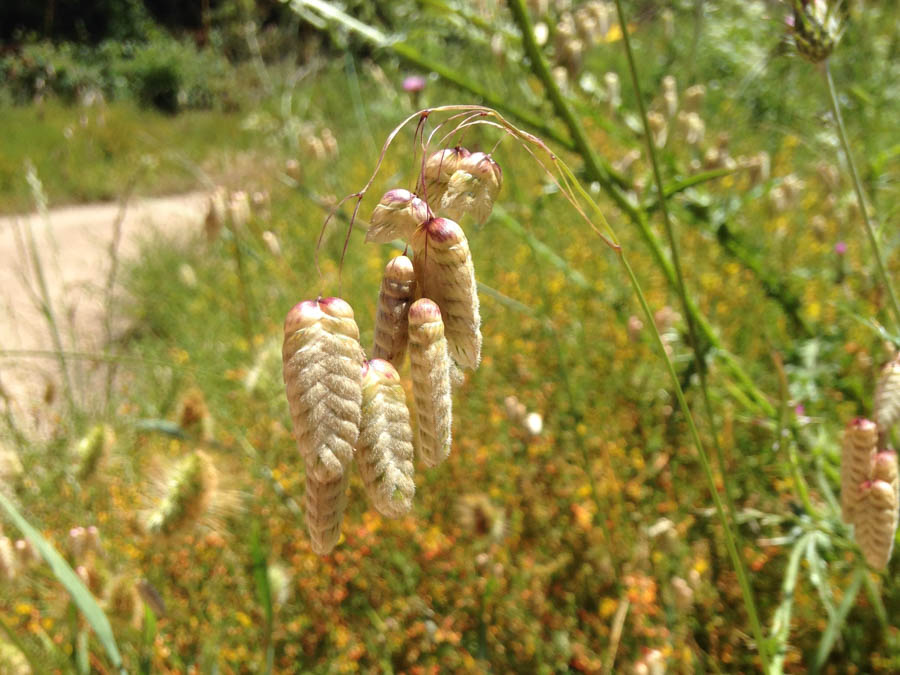 sunlit seeds hanging on a grass stalk