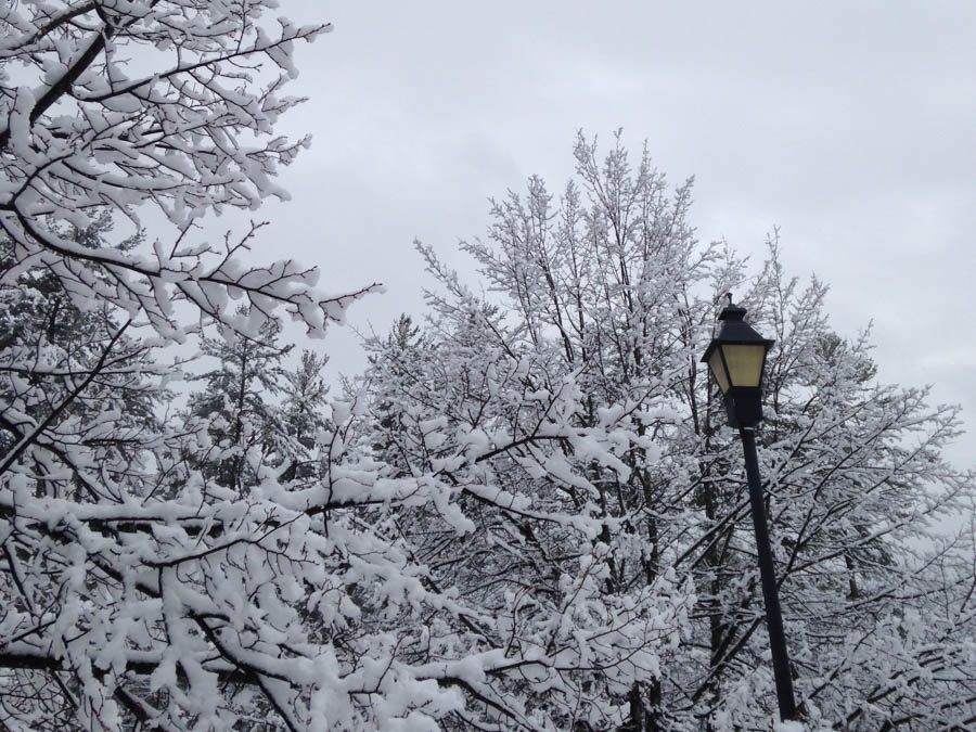 trees covered in snow