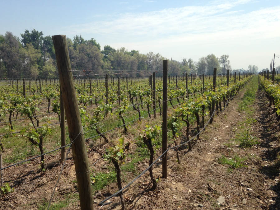 vines in the field