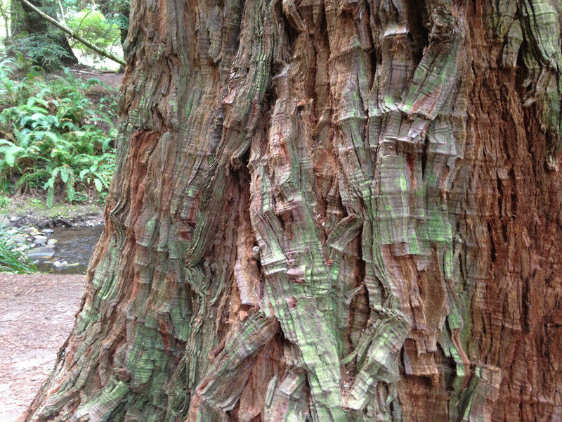 textured tree bark