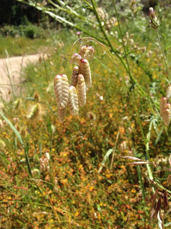 sunlit seeds hanging on a grass stalk