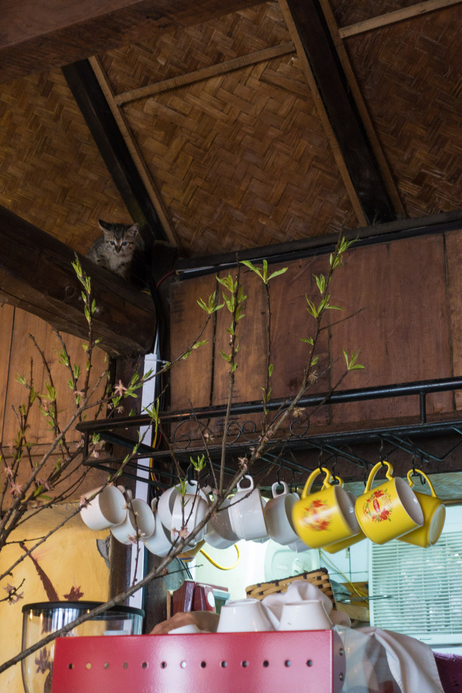 cat in the restaurant rafters