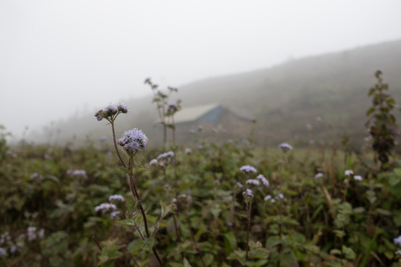 purple flowers in the field