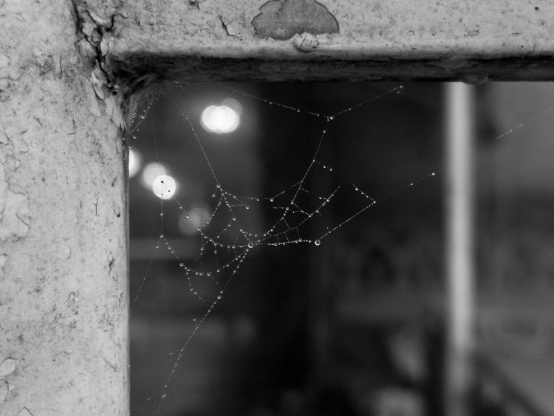 dew-covered spiderweb