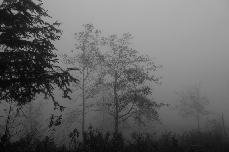 trees silhouetted in the fog