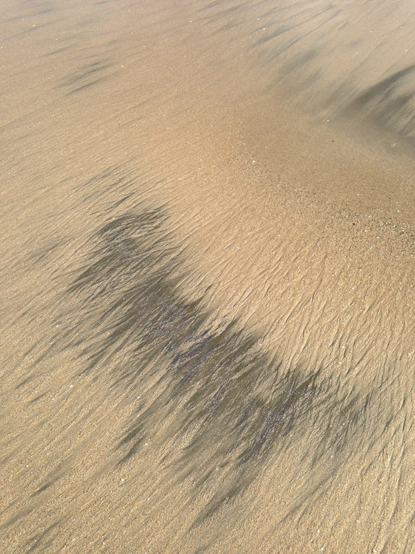 tar tracks in the sand