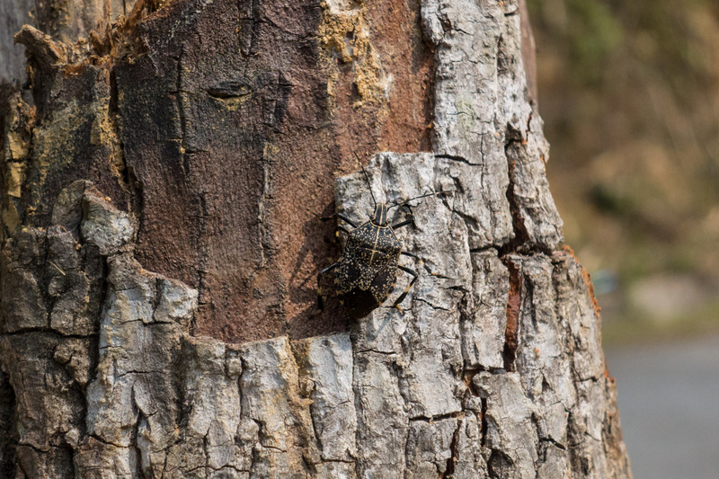 beetle on tree bark
