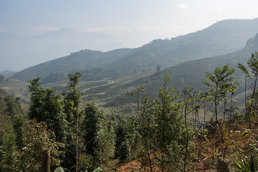 rice terraces in Thanh Kim