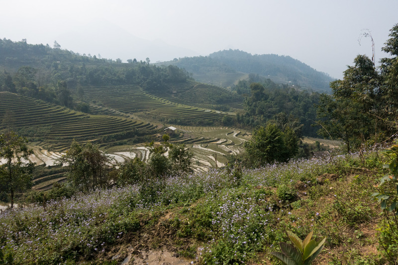 rice terraces in Suổi Thầu