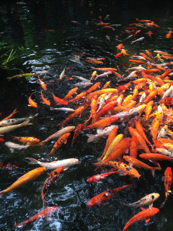 splashing koi