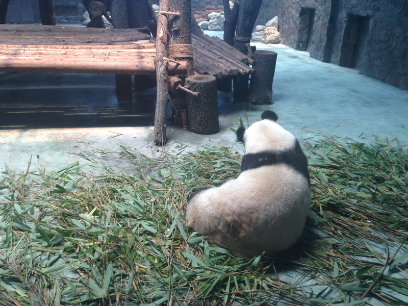 the back of a resting panda