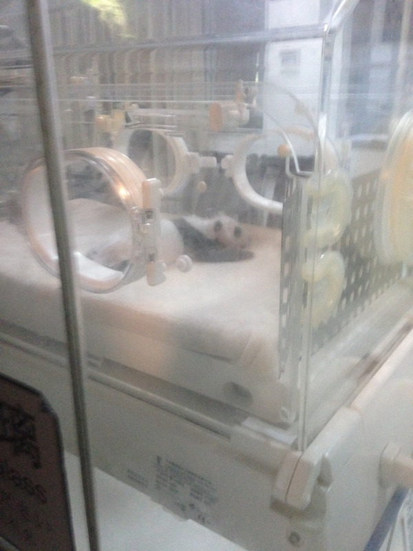 baby panda in an incubator