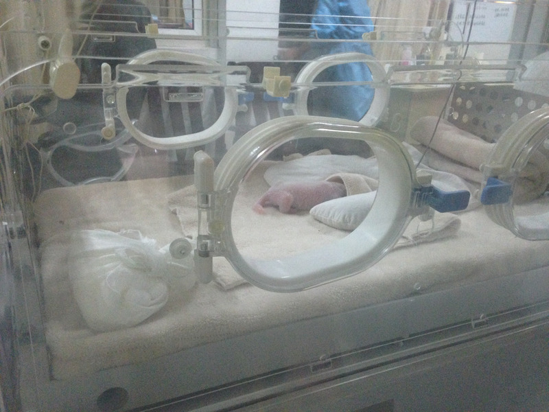 another baby panda in an incubator