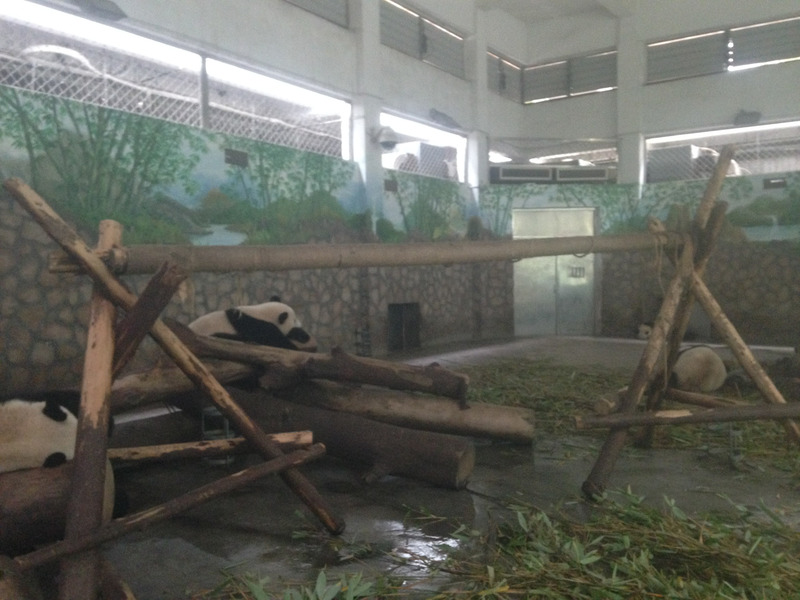 pandas on a wooden structure