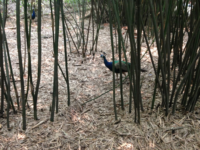 peacock behind bamboo