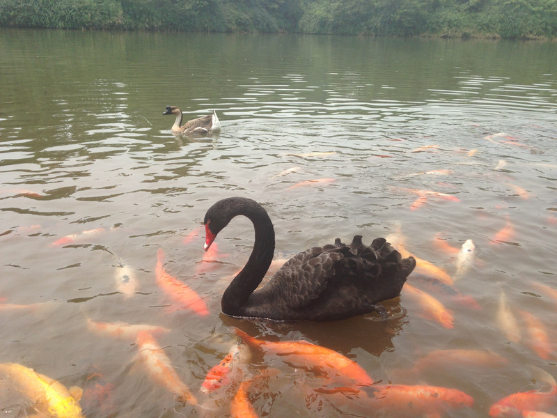 swan swimming with koi
