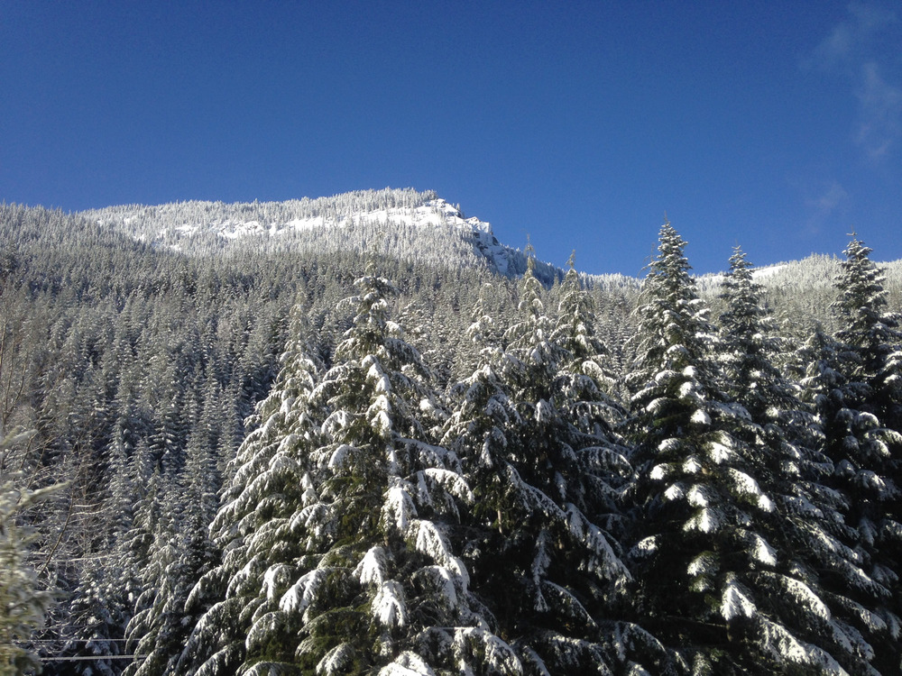 snow-covered trees and mountain, 1