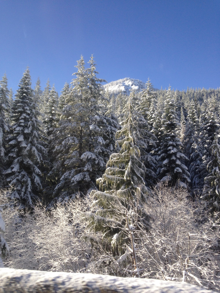 snow-covered trees and mountain, 2