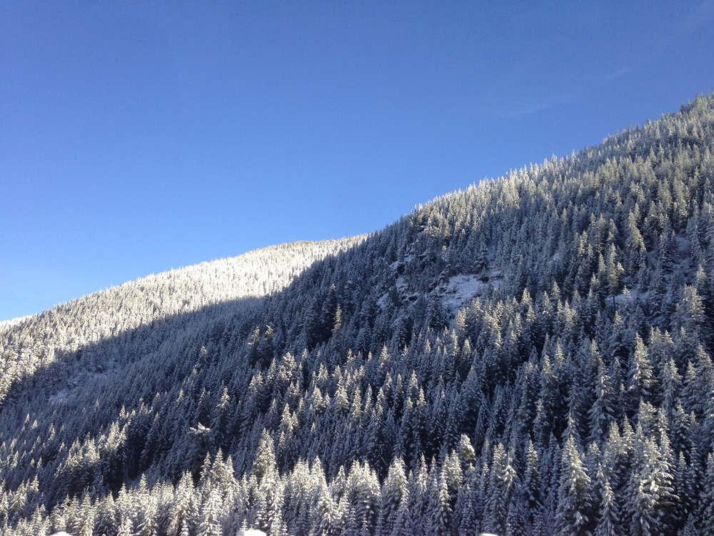 snow-covered trees on the hill