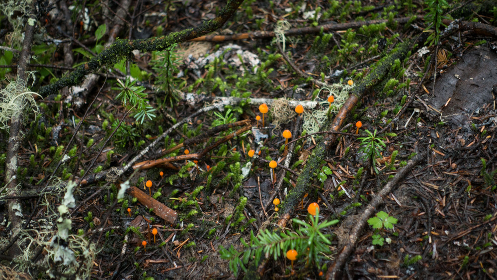 bright orange mushrooms