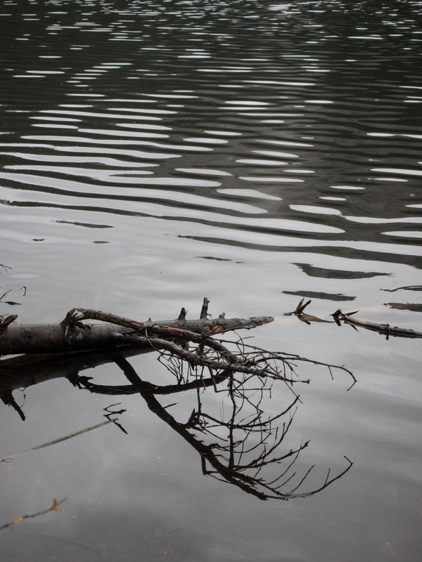 ripples and a branch on the surface of Olallie Lake