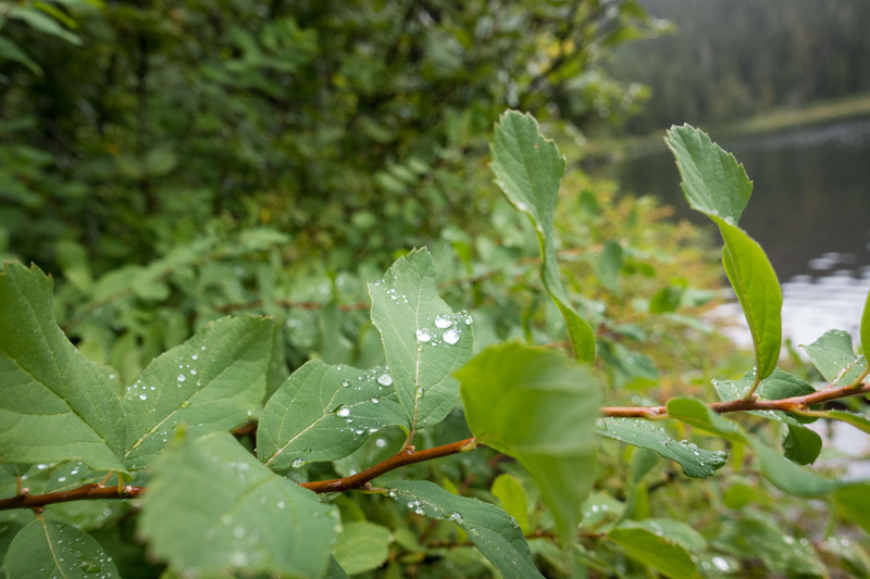 raindrops on leaves