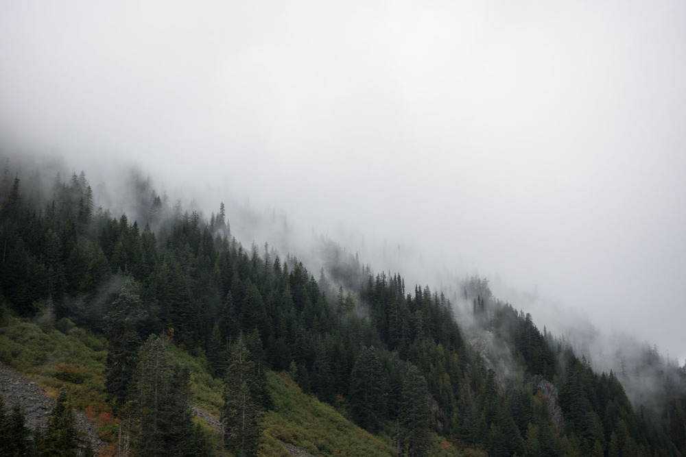 fog in the trees above Talapus Lake