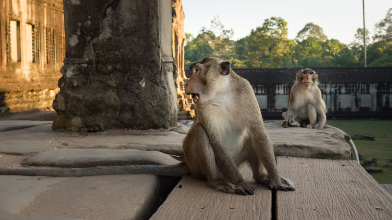 monkey on the steps