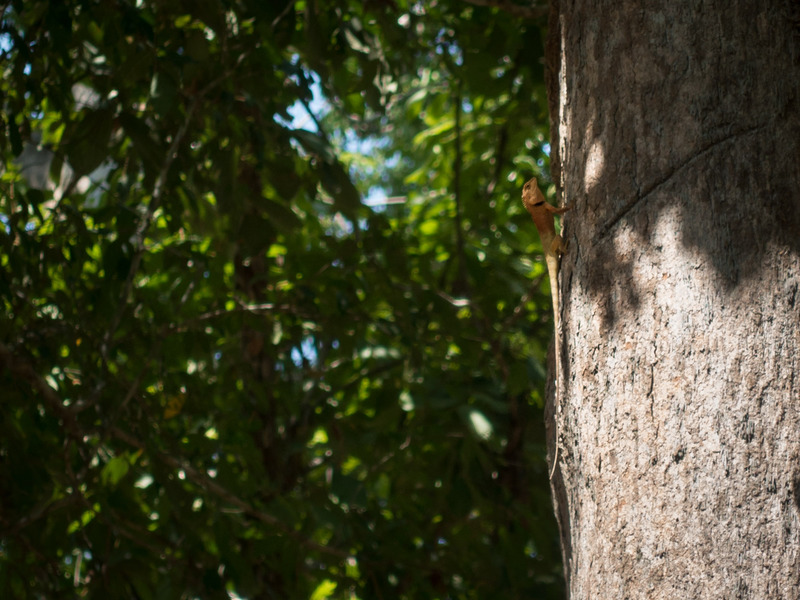 lizard climbing a tree