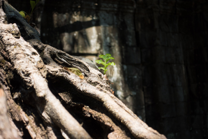 tree growing on the walls