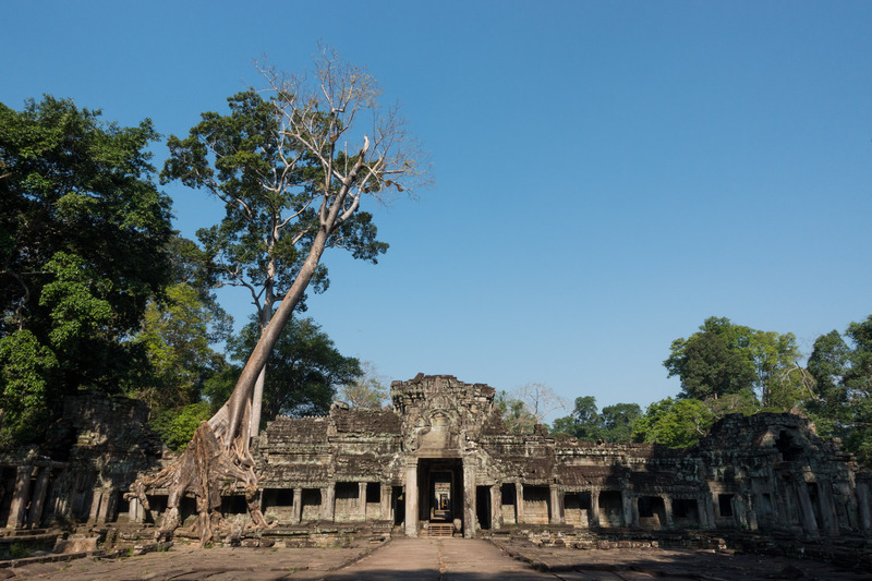 tall tree growing over the rear facade