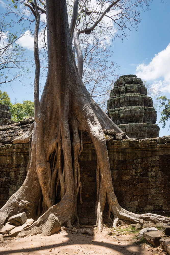 tree growing over a wall