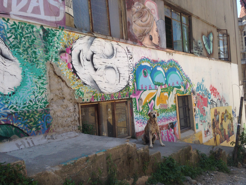 dog sitting in front of a graffitied wall