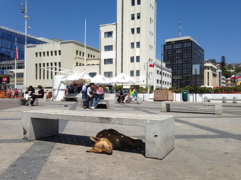 dog sleeping under a bench