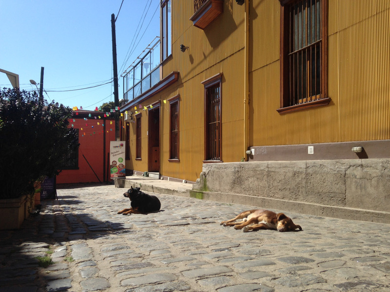 dogs sleeping in the street