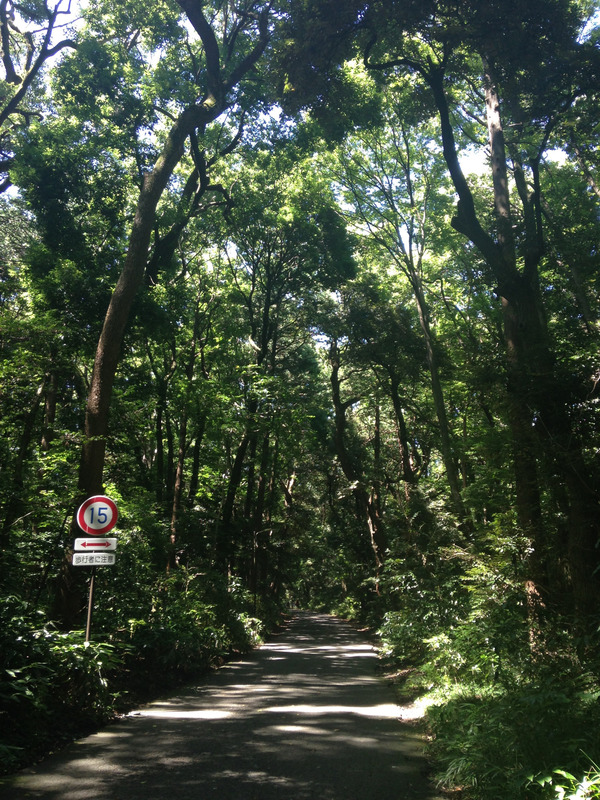 tree-covered walkway