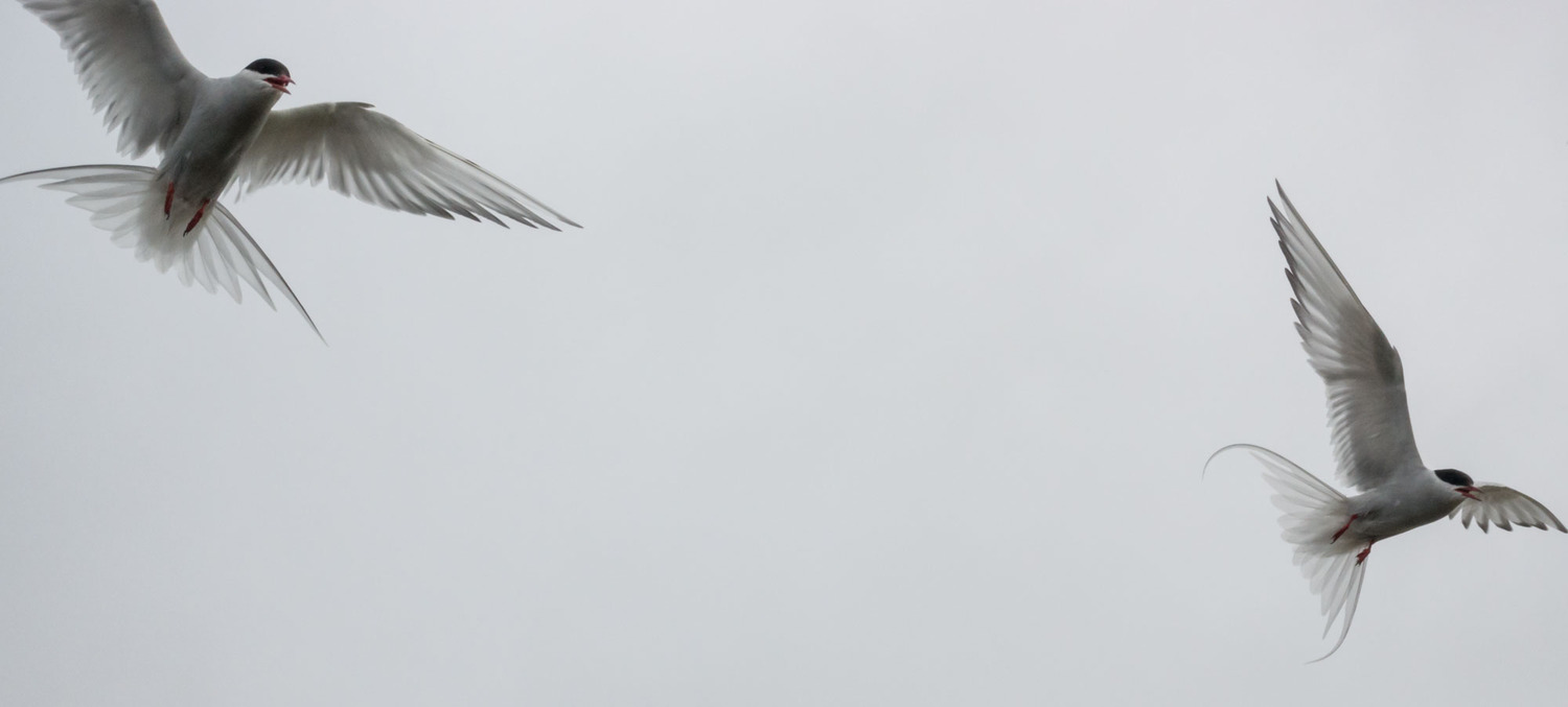 Attack of the Arctic Terns